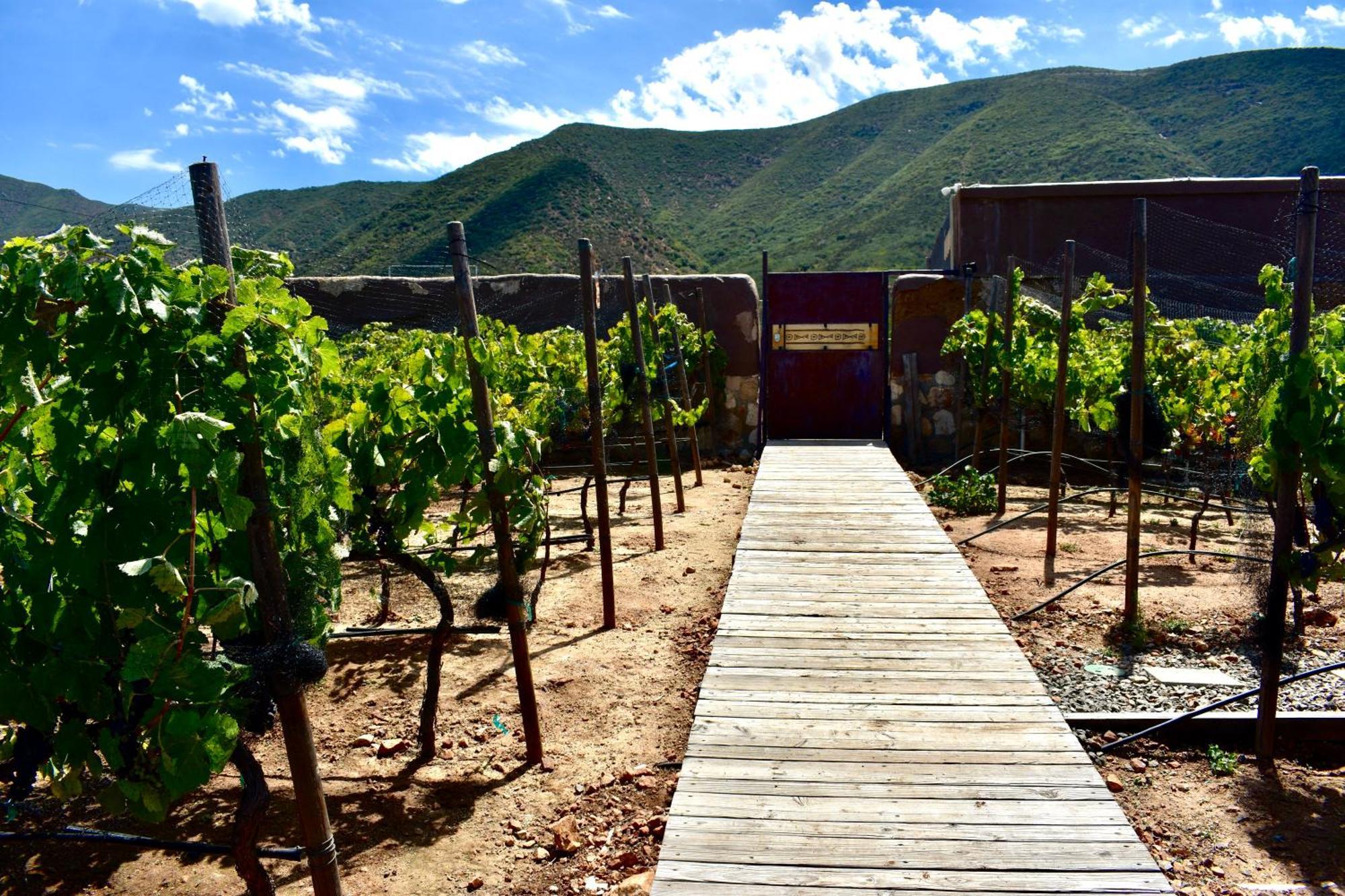 Uvauva Eco-Retreat Valle de Guadalupe Exterior foto